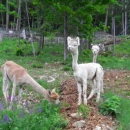 Σπίτι διακοπών Ehemaliges Gasthaus Mieten *
